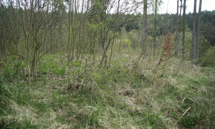 Dolní hrádek
