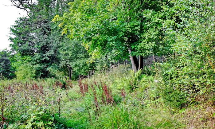 Kostel svaté Voršily (Kynšperk nad Ohří)