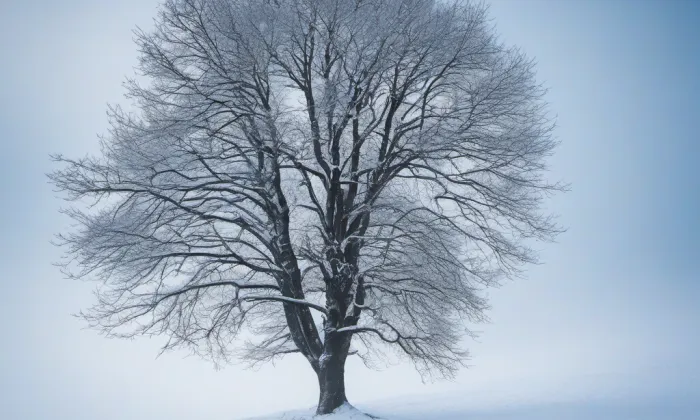 Čapkův most – winter