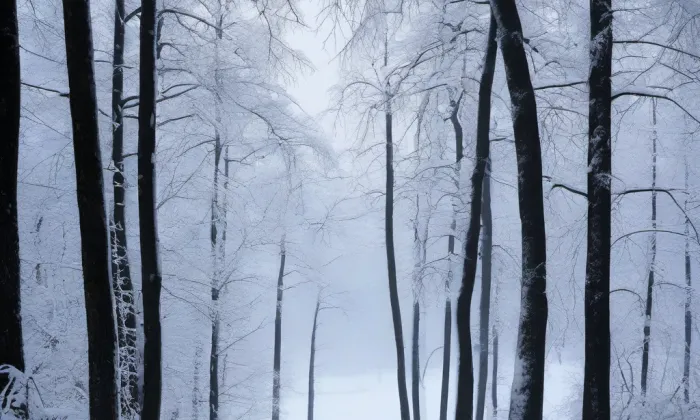 Česká Olešná – winter