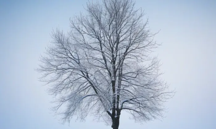 Albrechtice nad Orlicí – winter