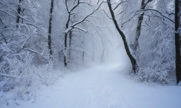 Areál čs. opevnění Hlučín-Darkovičky – winter