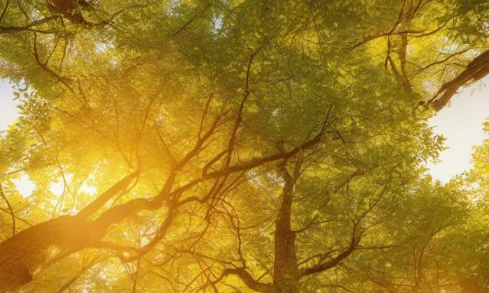Boží muka a smírčí kříž – summer