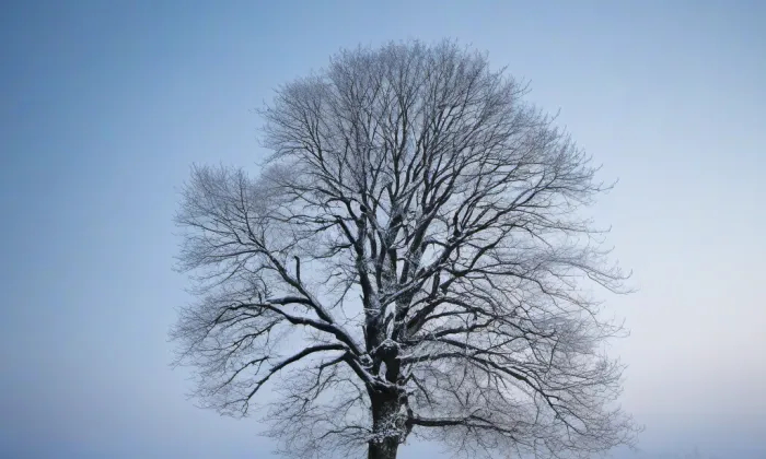 Café Habsburg – winter
