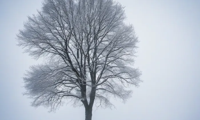Christianeum – winter