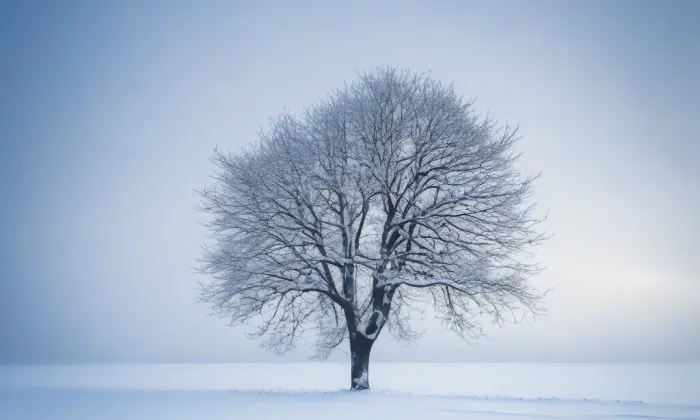 Jablunkovské arboretum – winter