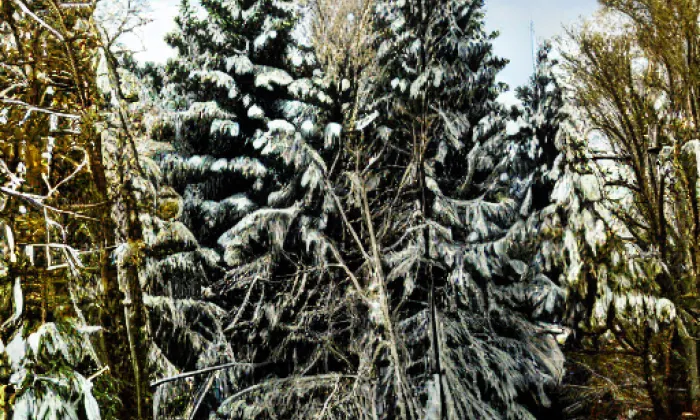 Kubištovy sady – winter