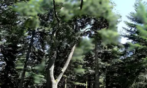 Arboretum Bukovina